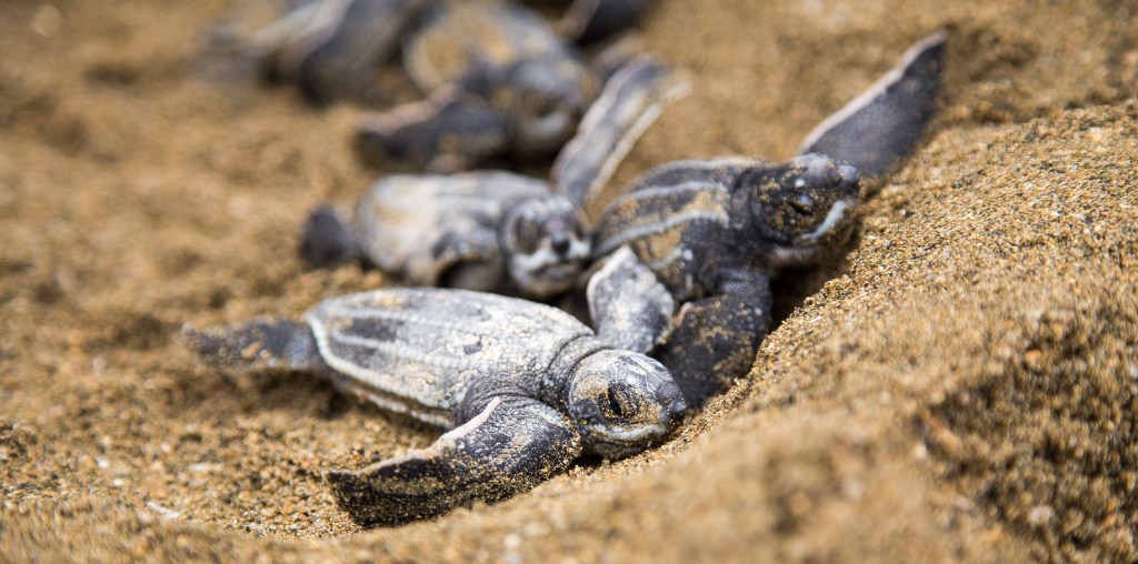 Una experiencia espectacular documentando tinglares recién&nbsp;nacidos